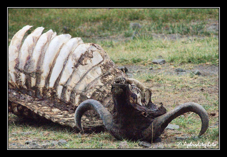 23 Safari Kenya